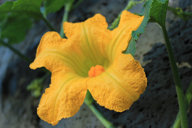 Courge de siam