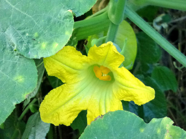 Courge de siam