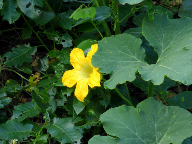 Courge de siam (Cucurbita ficifolia)