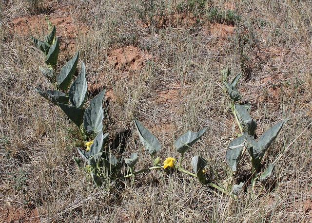Cucurbita foetidissima