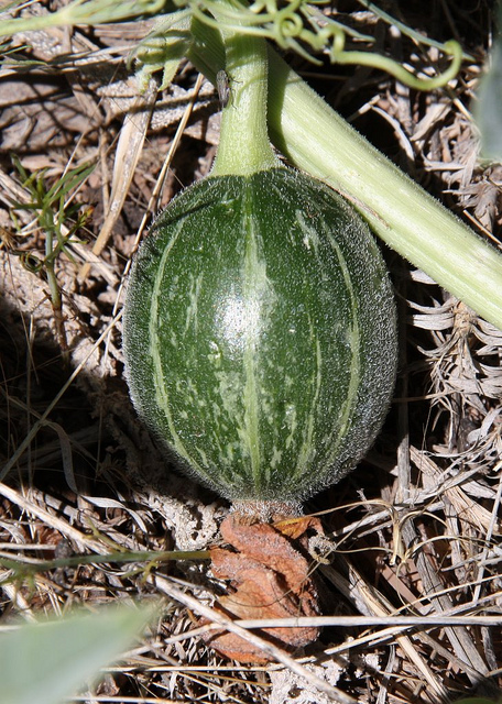 Cucurbita foetidissima