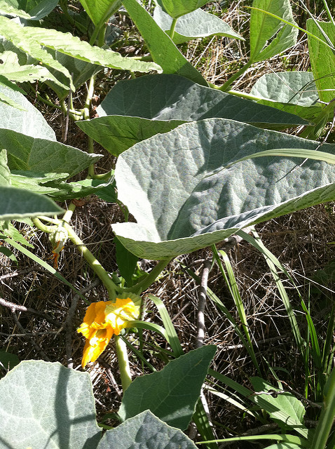 Cucurbita foetidissima