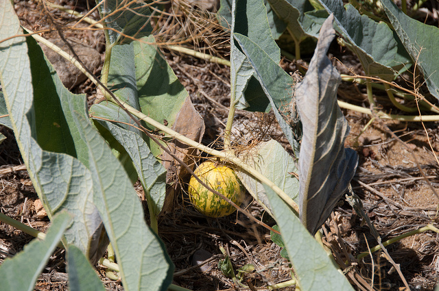 Cucurbita foetidissima