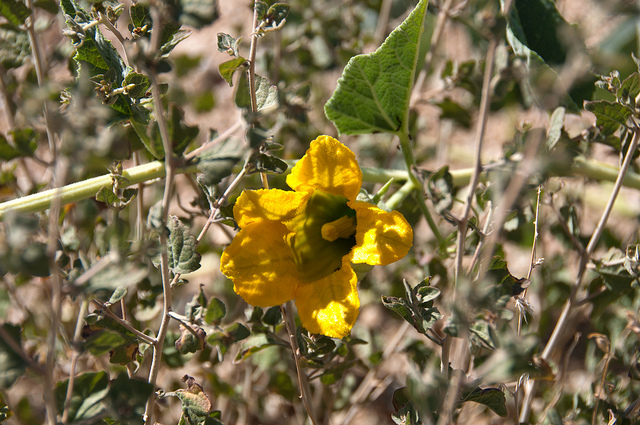Cucurbita foetidissima