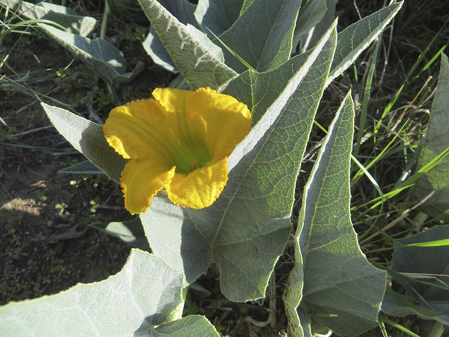 Cucurbita foetidissima