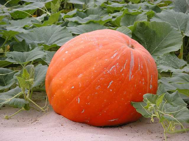 Potiron