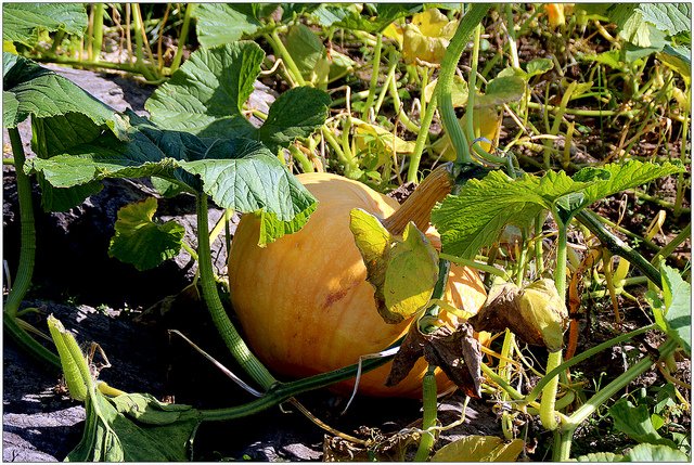 Potiron (Cucurbita maxima)