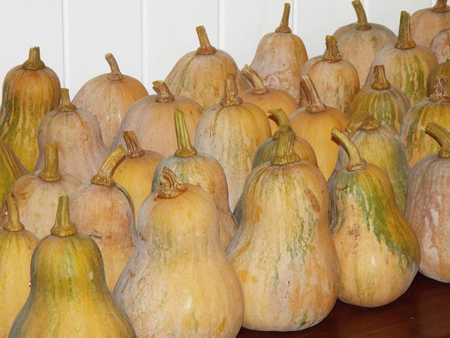 Courge musquée (Cucurbita moschata)