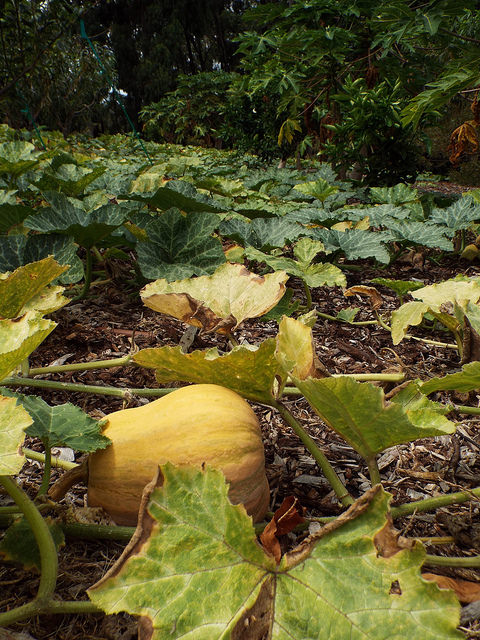 Courge musquée