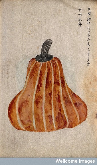 Courge musquée