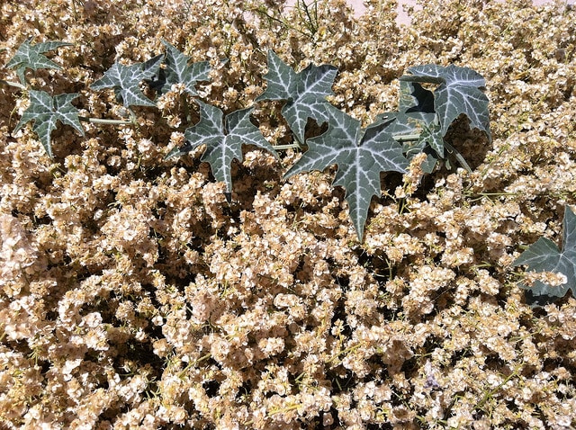 Cucurbita palmata