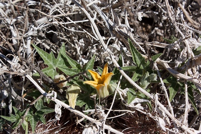 Cucurbita palmata