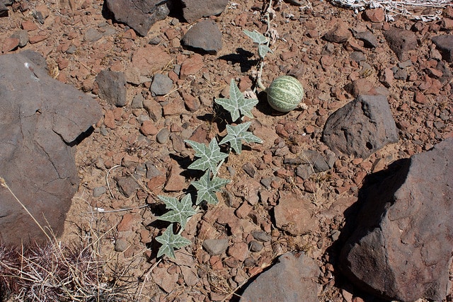 Cucurbita palmata