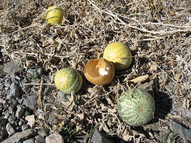 Cucurbita palmata (Cucurbita palmata)