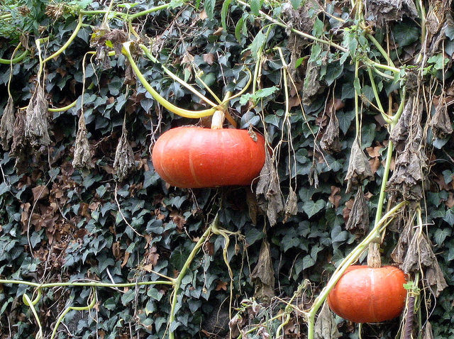 Citrouille