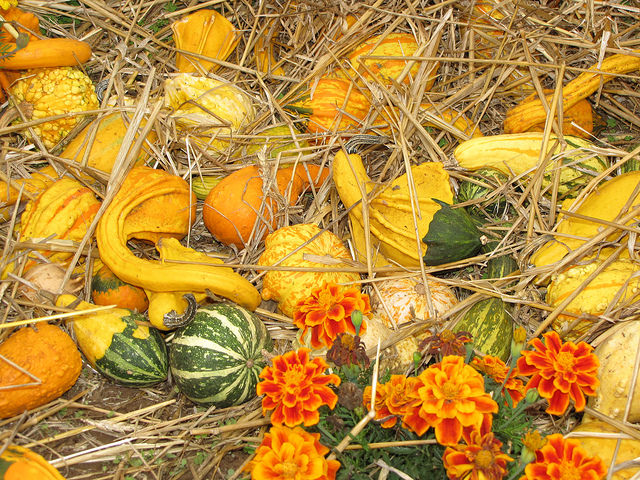 Citrouille