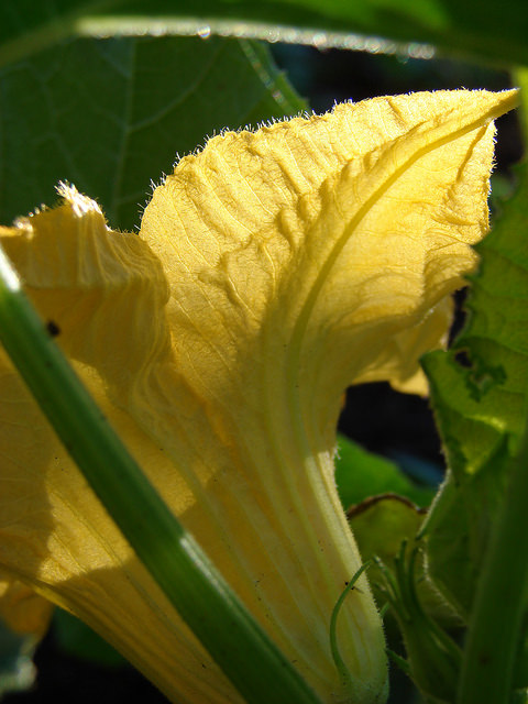 Citrouille