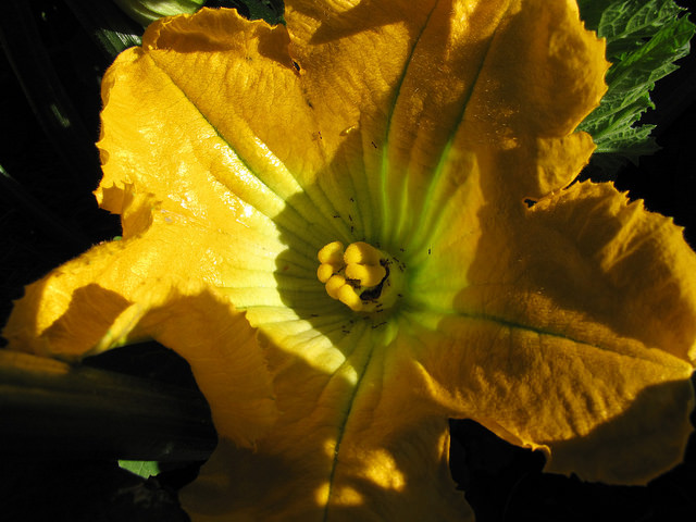 Citrouille