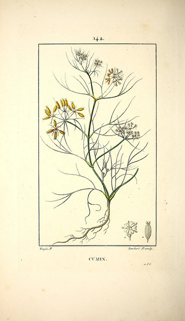 Cumin