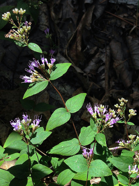 Cunila origanoides (Cunila origanoides)