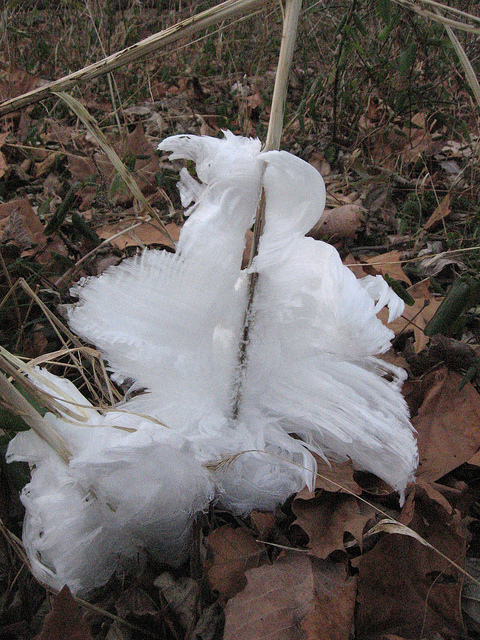 Cunila origanoides