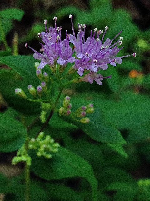 Cunila origanoides