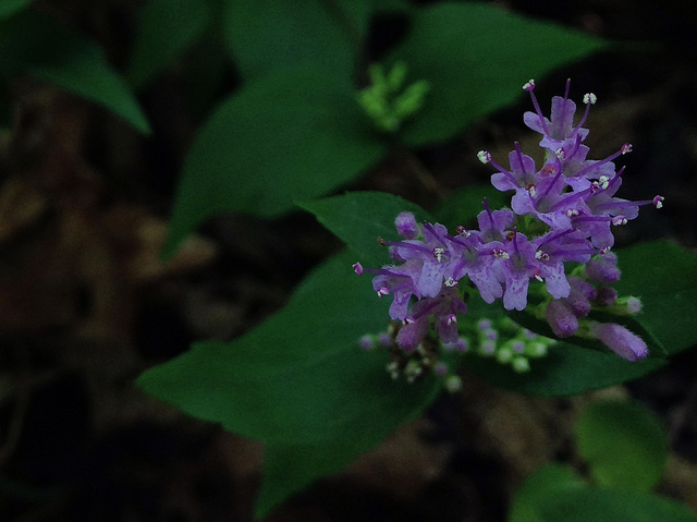 Cunila origanoides