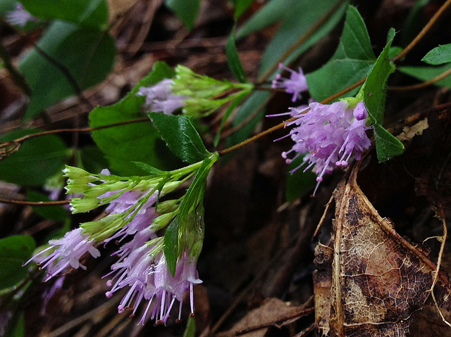 Cunila origanoides