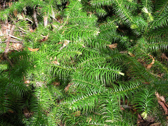 Cunninghamia lanceolata