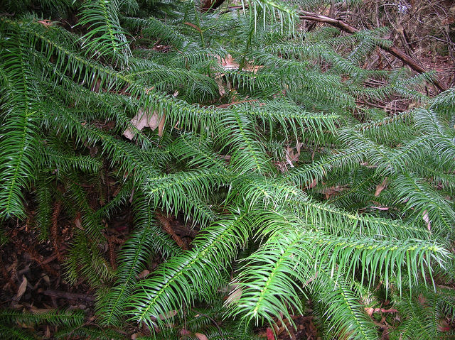 Cunninghamia lanceolata