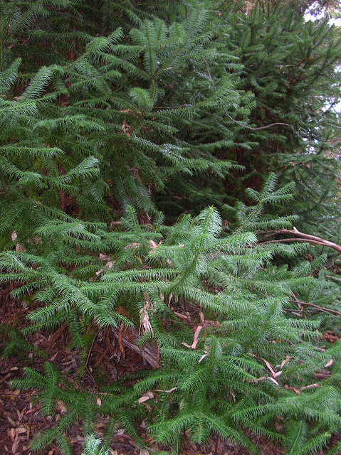 Cunninghamia lanceolata