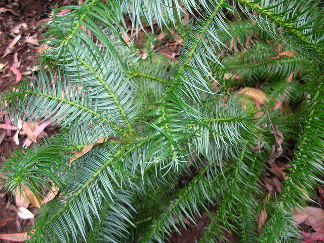 Cunninghamia lanceolata
