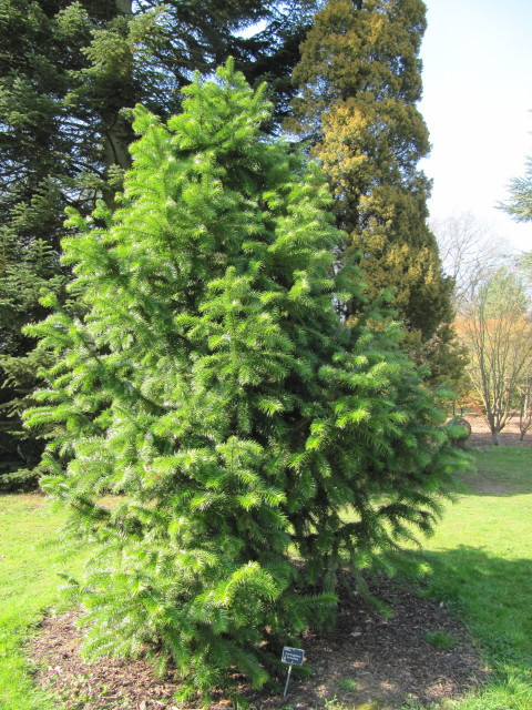 Cunninghamia lanceolata