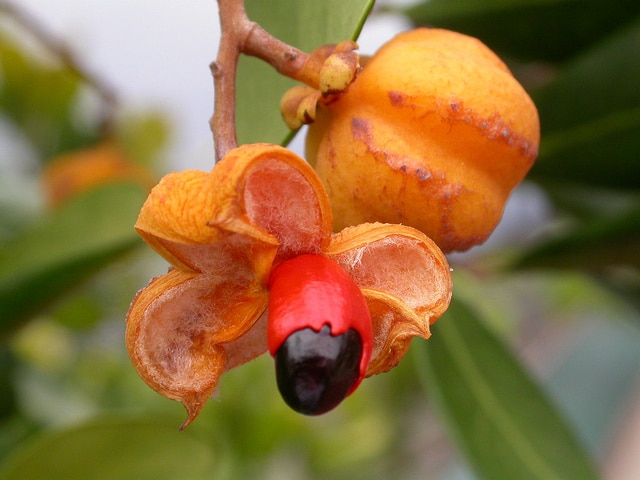 Cupaniopsis anacardioides