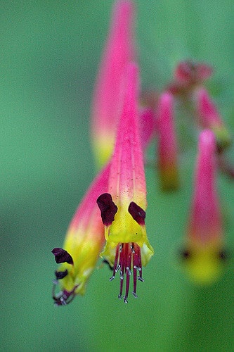 Cuphea cyanea