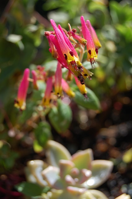 Cuphea cyanea