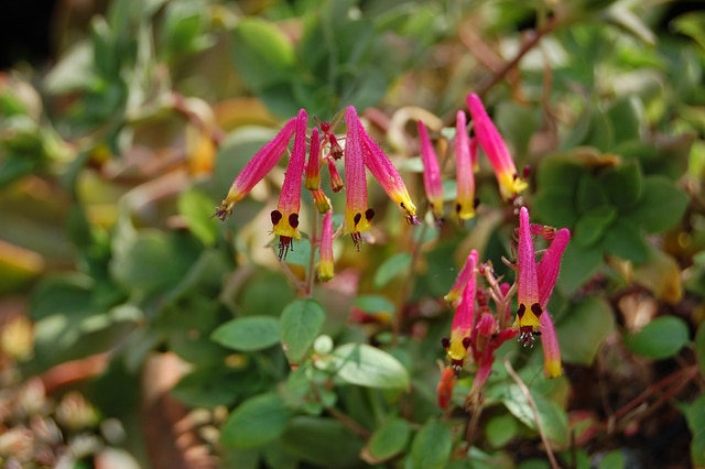 Cuphea cyanea