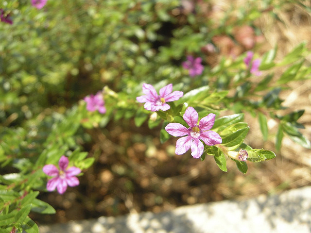 Cuphea à feuilles d’hyssope