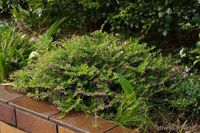 Cuphea à feuilles d’hyssope (Cuphea hyssopifolia)