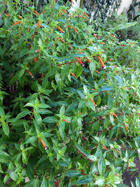 Plante cigarette (Cuphea ignea)