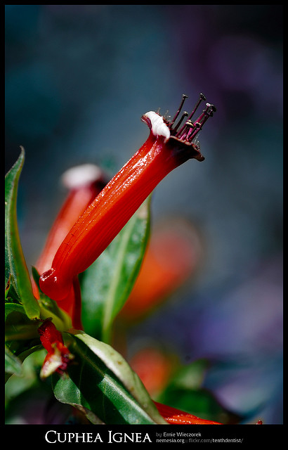 Plante cigarette