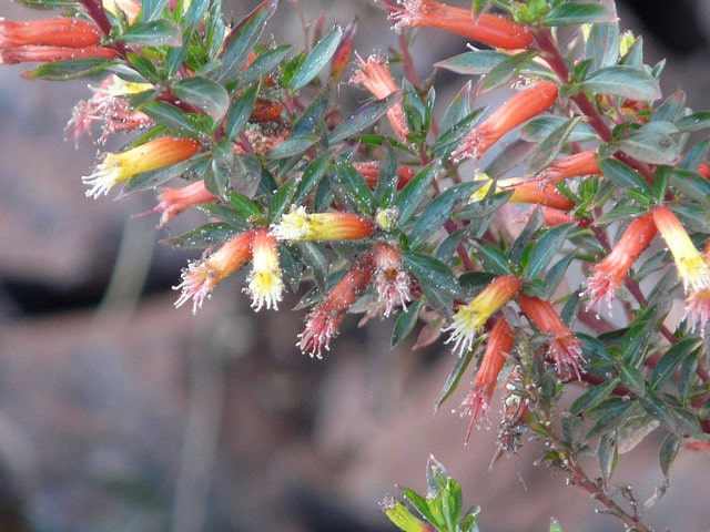 Cuphea micropetala
