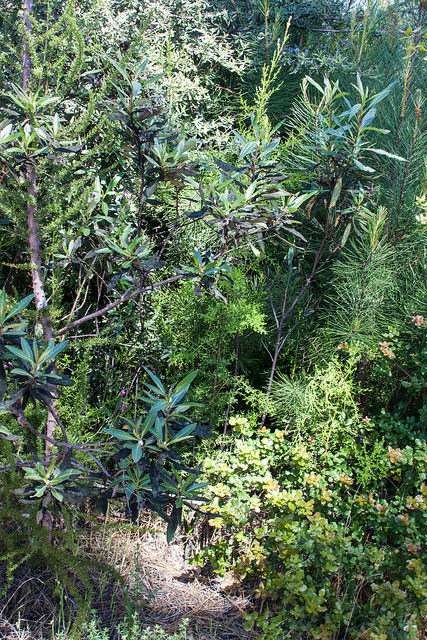 Cyprès de santa cruz