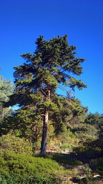 Cyprès de santa cruz