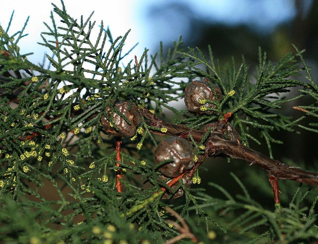 Cyprès de santa cruz (Cupressus abramsiana)