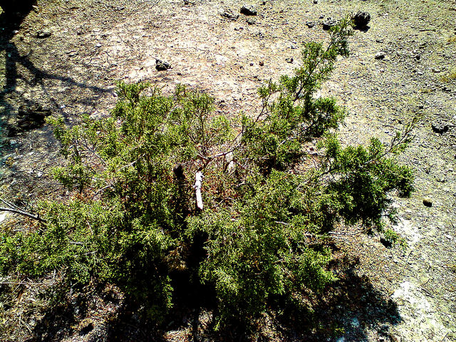 Cupressus arizonica (Cupressus arizonica)