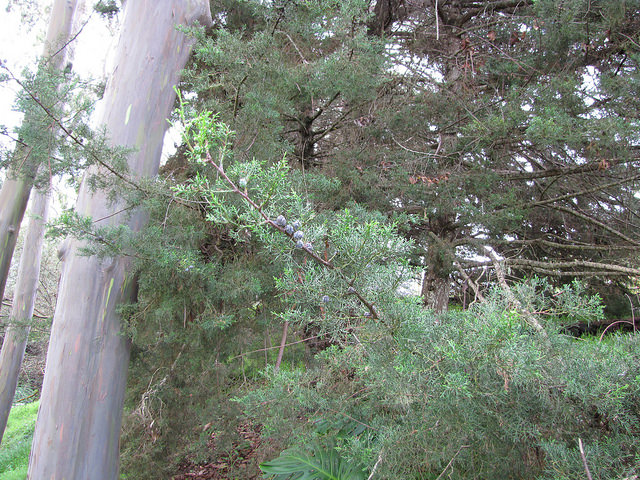 Cupressus arizonica