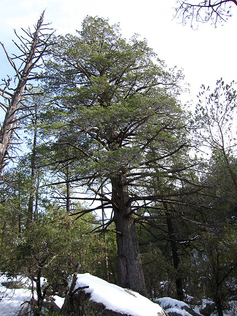 Cupressus arizonica