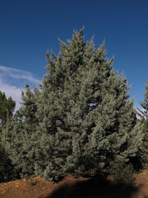 Cupressus arizonica