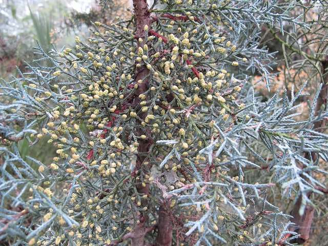 Cupressus arizonica